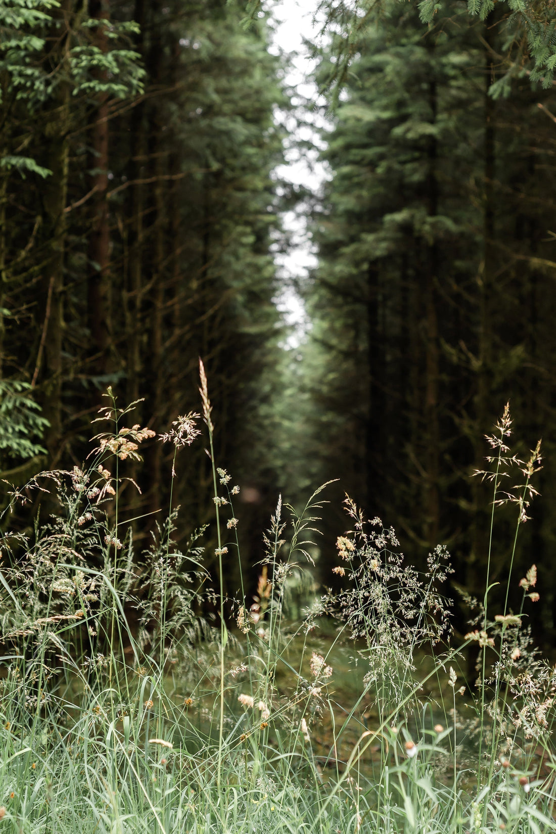 The Lyme Defense No One Talks About